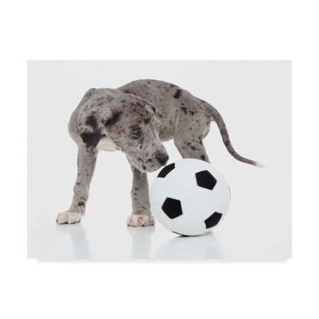 Trademark Fine Art Andrea Mascitti Puppies 'Soccer Ball Puppy' Canvas Art, 35x47 ALI24564-C3547GG